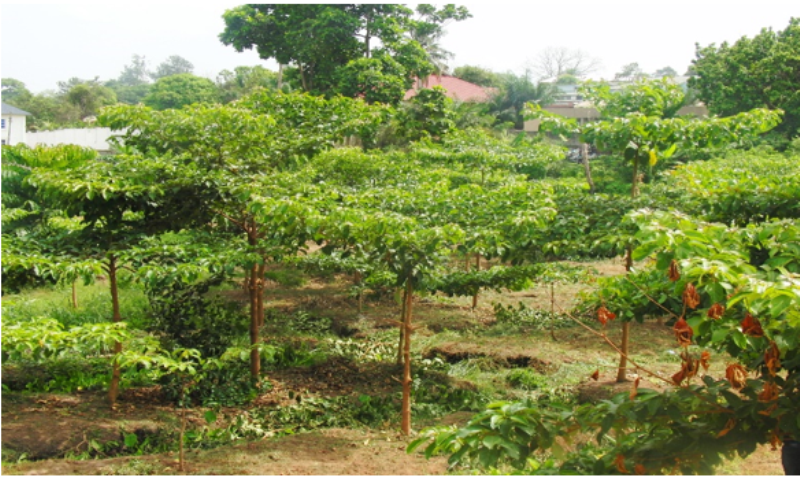 Planted Trees